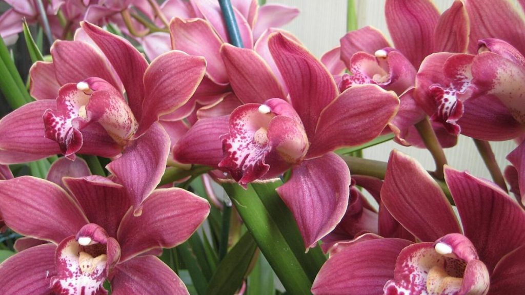 Секрет цветения орхидей: эффективные удобрения от экспертов