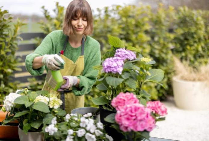 Секретный способ полива который оживит увядшие гортензии за дни