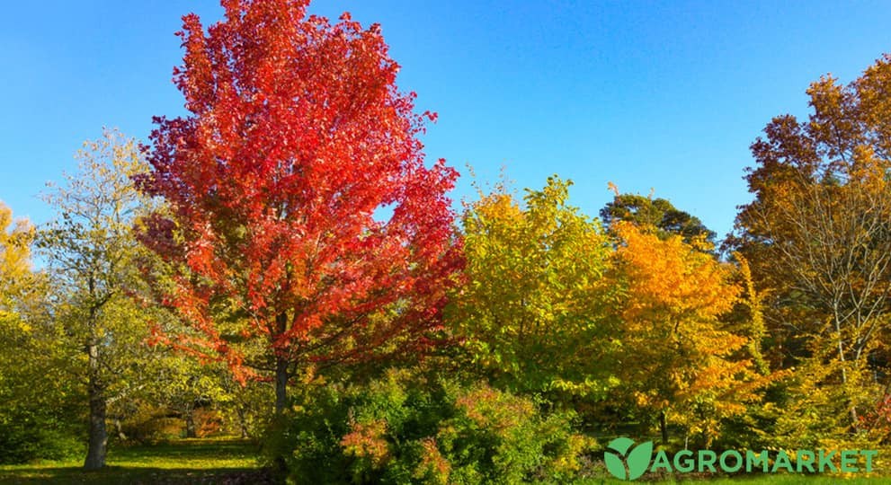 Три дерева для посадки в ноябре: гарантия богатого урожая