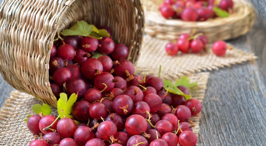 Весенняя обработка крыжовника: 3 натуральных рецепта для защиты урожая