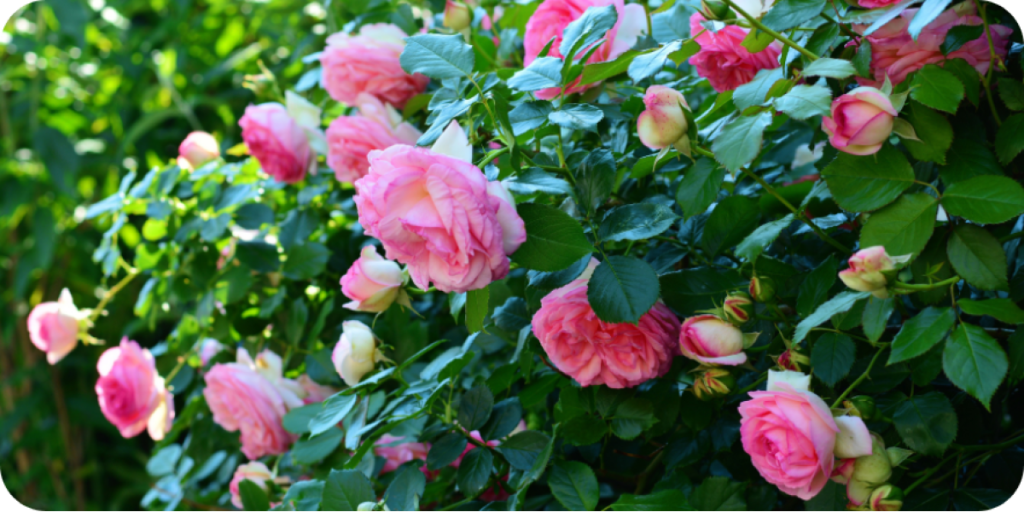 Весенняя посадка роз в Украине: секреты пышного цветения