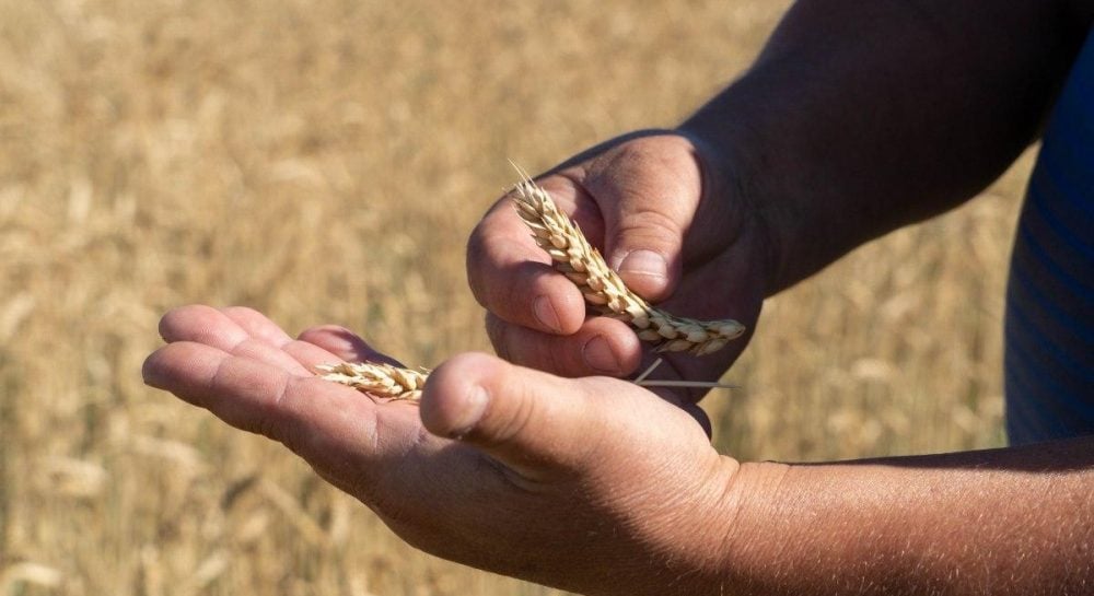 В украинском правительстве озвучили прогноз по недополученному урожаю в этом году.