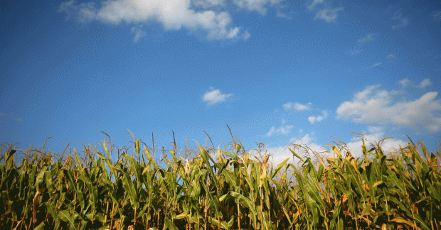 Украина может утратить важный рынок Европейского Союза для реализации сельскохозяйственной продукции.