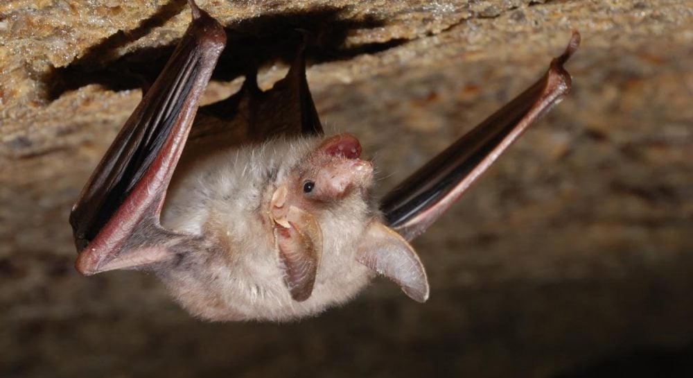 У диких летучих мышей Бразилии нашли беспрецедентный коронавирус: возможные угрозы для здоровья У диких летучих мышей Бразилии нашли беспрецедентный коронавирус: возможные угрозы для здоровья