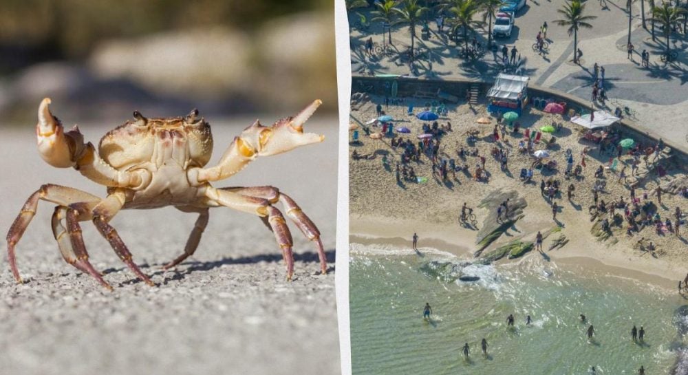 Туристов настораживают: на известном курорте обнаружен «угрожающий» краб Туристов настораживают: на известном курорте обнаружен "угрожающий" краб