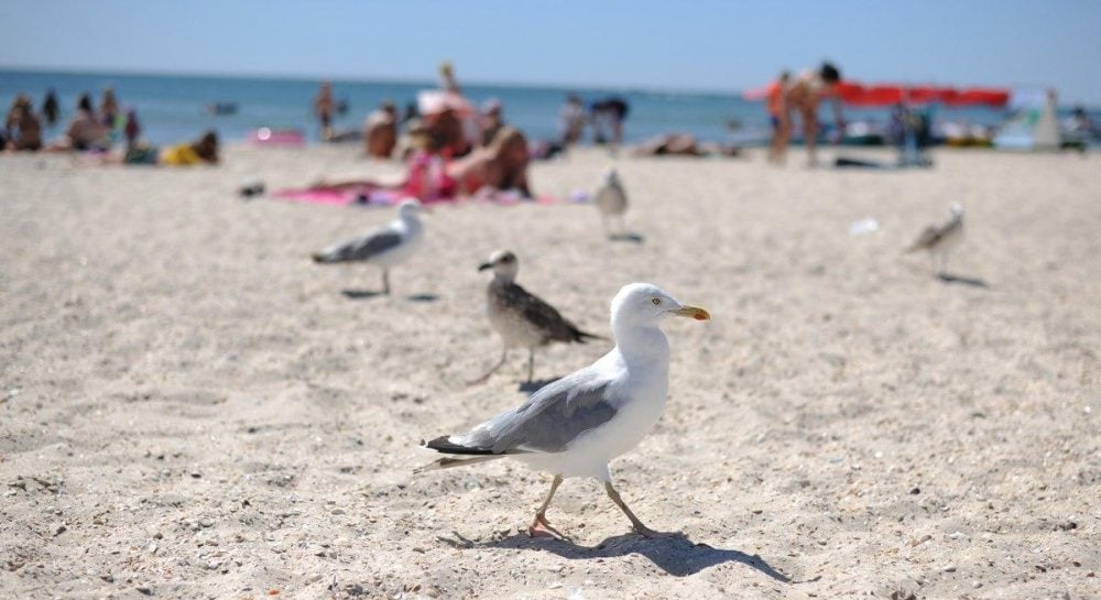 Как эффективнее всего нейтрализовать назойливых чаек: новое исследование ученых Как эффективнее всего нейтрализовать назойливых чаек: новое исследование ученых