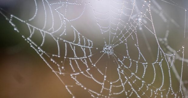 В Европе обнаружена самая большая паутина, в которой обитает свыше 100 тысяч пауков В Европе обнаружена самая большая паутина, в которой обитает свыше 100 тысяч пауков