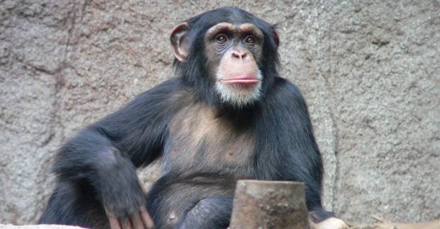 Шимпанзе, который 28 лет назад сделал зоопарк ареной сражений и удивил ученых Шимпанзе, который 28 лет назад сделал зоопарк ареной сражений и удивил ученых