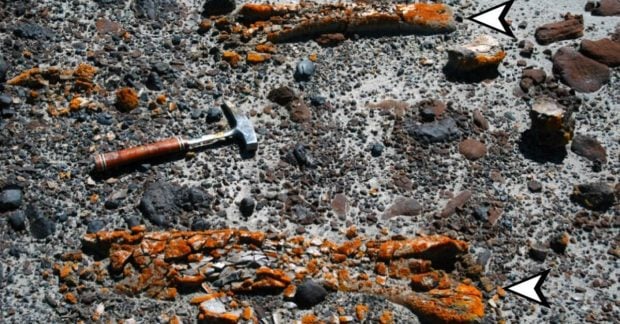 Ученые обнаружили древние окаменелости динозавров возрастом в миллионы лет благодаря лишайникам Ученые обнаружили древние окаменелости динозавров возрастом в миллионы лет благодаря лишайникам