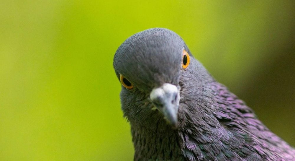 Как голуби ориентируются в небе: исследование выявило «компас» во внутреннем ухе птиц Как голуби ориентируются в небе: исследование выявило "компас" во внутреннем ухе птиц