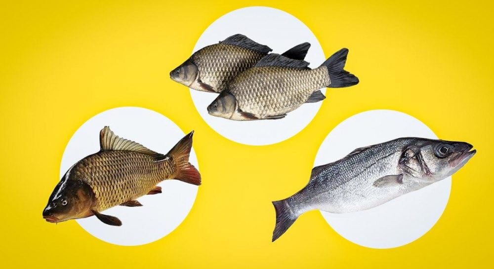 Как определить свежесть рыбы: советы врача по основным признакам Как определить свежесть рыбы: советы врача по основным признакам