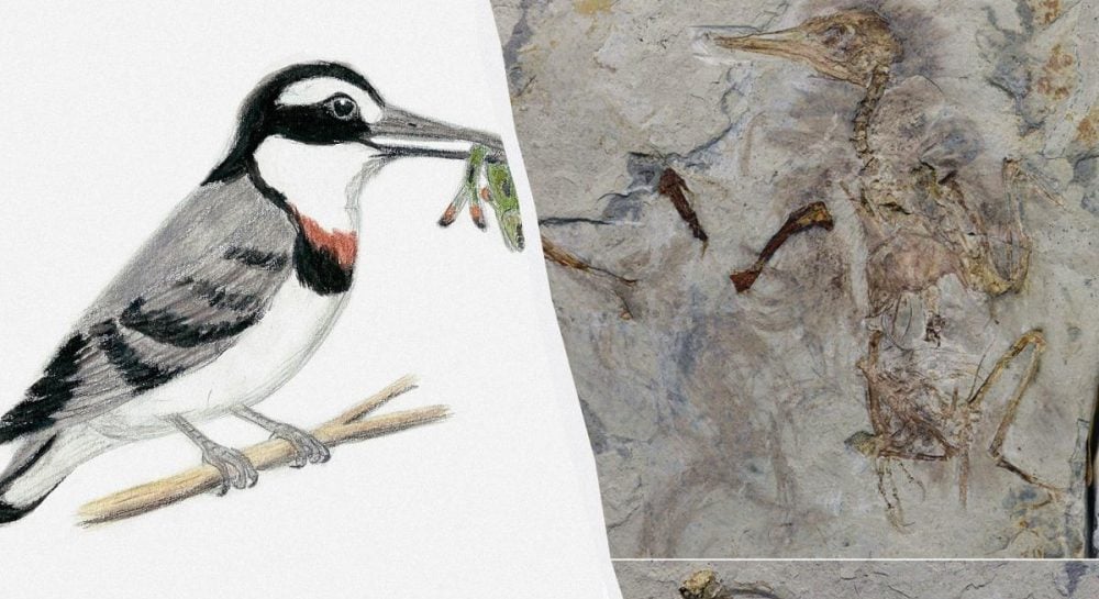 Окаменелости динозавров раскрывают необычные привычки древних пернатых Окаменелости динозавров раскрывают необычные привычки древних пернатых