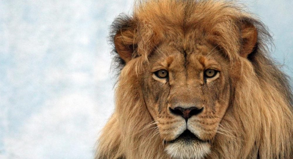 Скелет семи тысячелетней давности рассказал о трагедии, когда львы напали на выжившего мужчину Скелет семи тысячелетней давности рассказал о трагедии, когда львы напали на выжившего мужчину