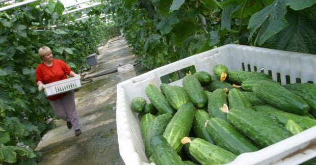 Огурцы в Украине достигли рекордной цены за последние восемь лет: сколько платить за килограмм Огурцы в Украине достигли рекордной цены за последние восемь лет: сколько платить за килограмм