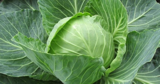 Капуста в Украине: цена на овощи падает, фермеры торгуют почти даром Капуста в Украине: цена на овощи падает, фермеры торгуют почти даром