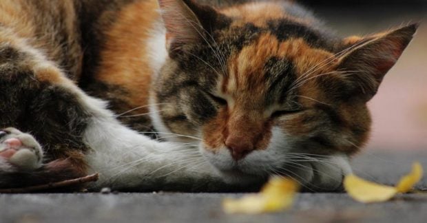 Исследования показали время появления первых домашних кошек в Китае Исследования показали время появления первых домашних кошек в Китае