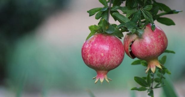 9 уникальных фруктовых деревьев для комнатного выращивания по версии садоводов 9 уникальных фруктовых деревьев для комнатного выращивания по версии садоводов