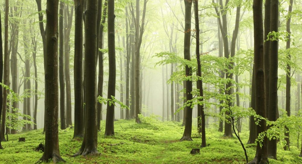 Ученые обнаружили, что ключевой метод противодействия глобальному потеплению привел к неожиданным последствиям Ученые обнаружили, что ключевой метод противодействия глобальному потеплению привел к неожиданным последствиям