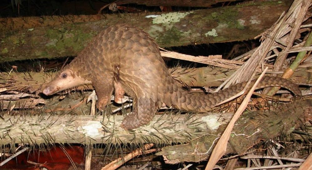 На малайзийском курорте туристам предлагали «экзотику» из редких животных На малайзийском курорте туристам предлагали "экзотику" из редких животных
