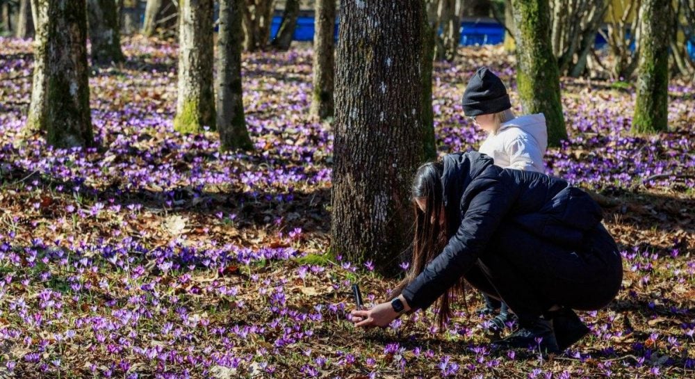 Весеннее пробуждение: крокусы расцветают в дендропарке Закарпатья Весеннее пробуждение: крокусы расцветают в дендропарке Закарпатья