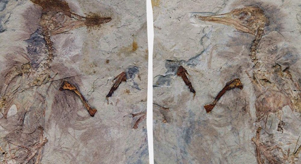 Ученые обнаружили необычный вид динозавра с множеством камешков в глотке Ученые обнаружили необычный вид динозавра с множеством камешков в глотке