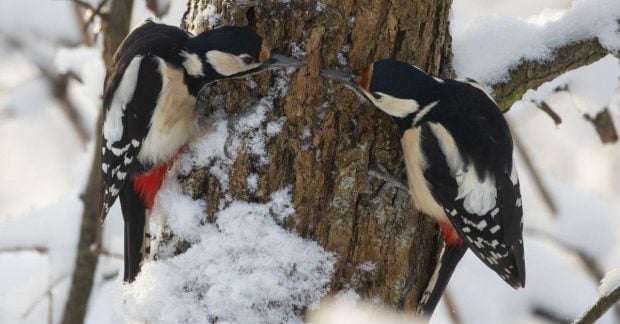 Простое наблюдение за птицами может способствовать замедлению старения мозга по мнению ученых Простое наблюдение за птицами может способствовать замедлению старения мозга по мнению ученых