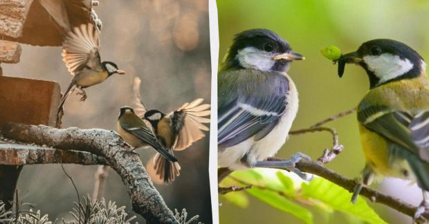 Ученые открыли необычные и «человеческие» элементы в песнях синиц после 75 лет исследований Ученые открыли необычные и "человеческие" элементы в песнях синиц после 75 лет исследований